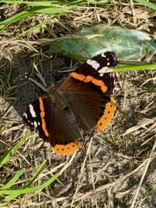 Zwart/oranje vlinder op het gras